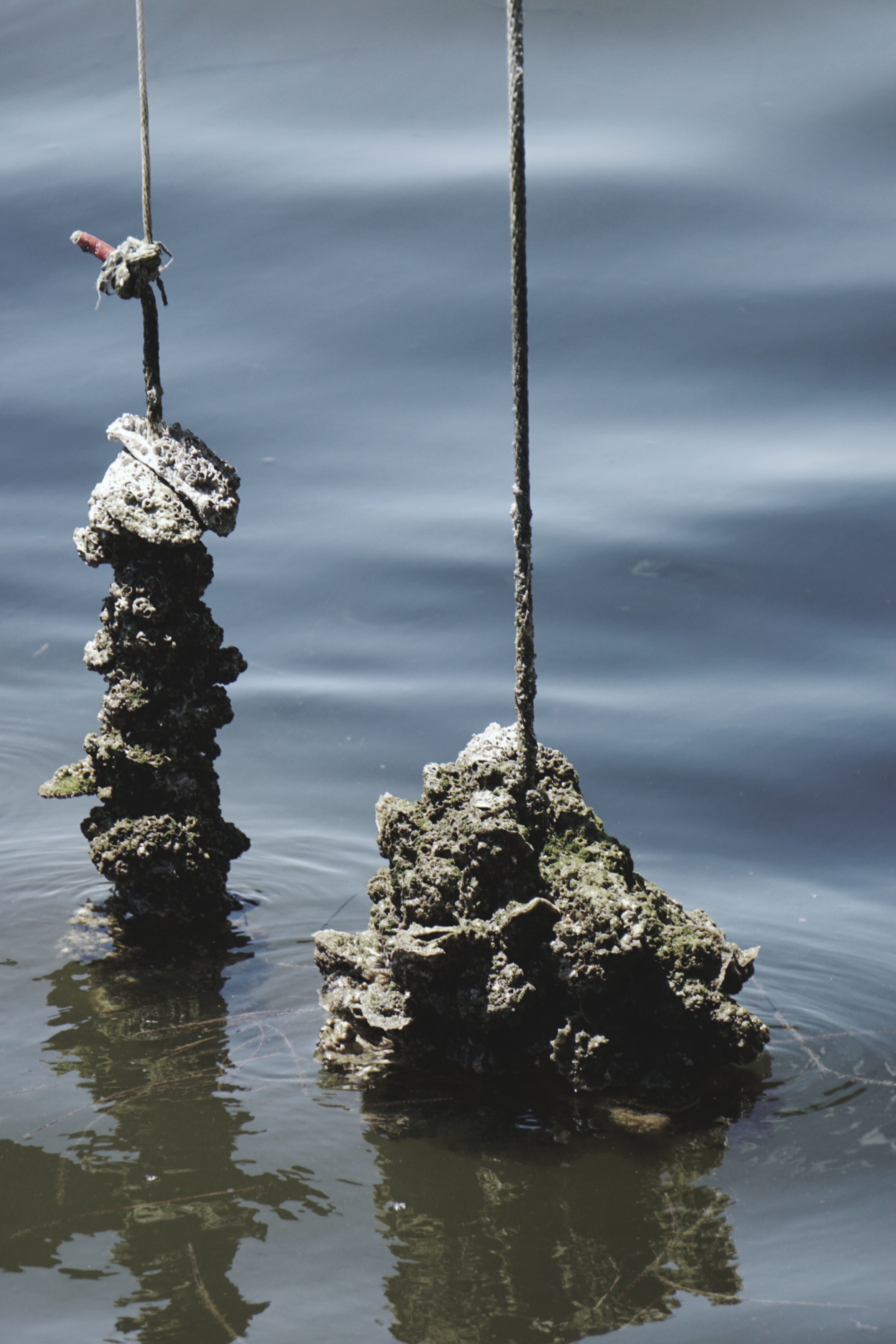 Restoration of oyster reefs is a critical management goal to support key habitats in Tampa Bay.